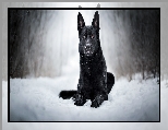 Czarny owczarek niemiecki, Pies, nieg